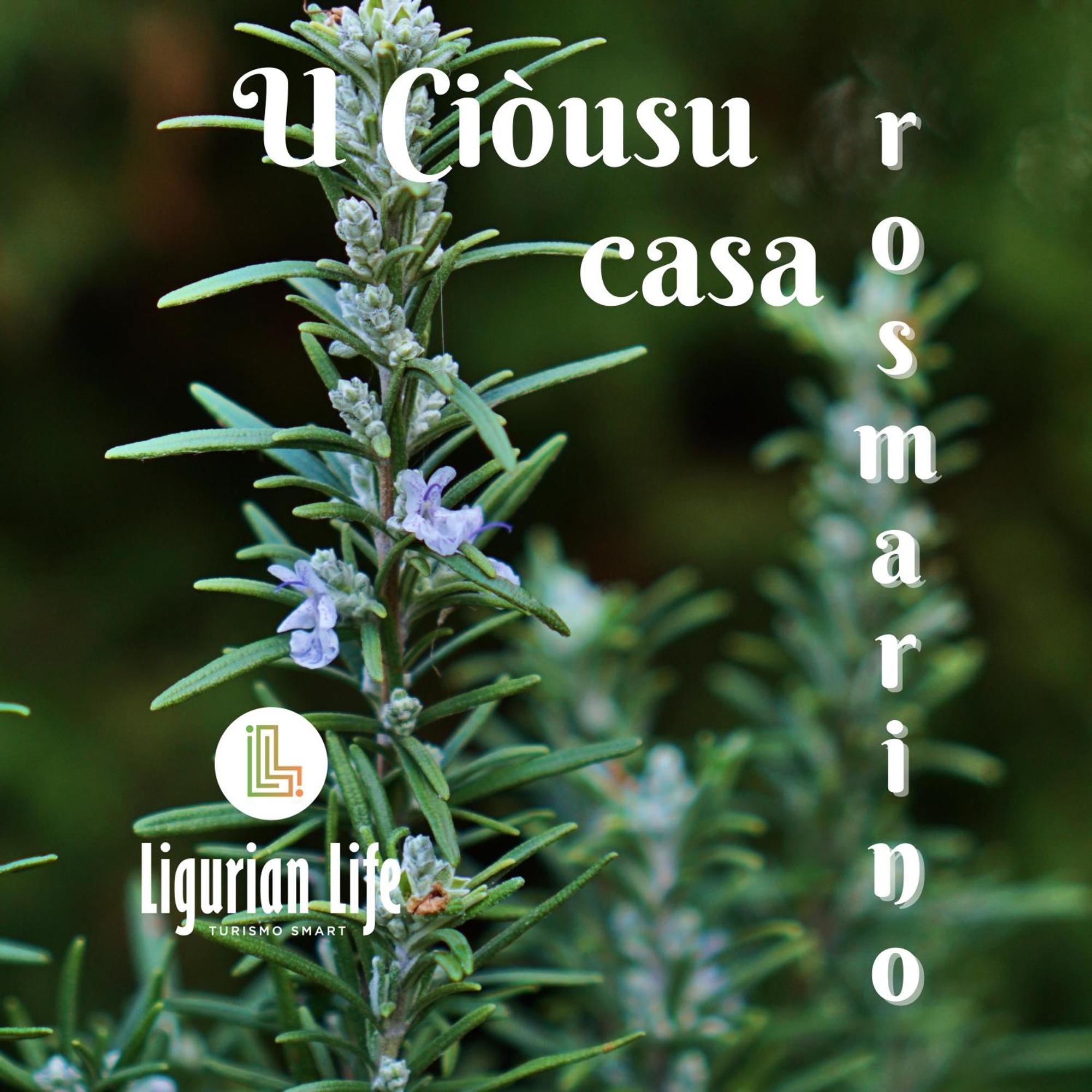 U Ciousu By Ligurian Life Appartamenti In Agriturismo Vallebona 객실 사진